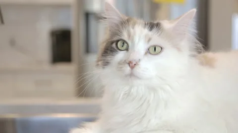 Pretty kitty in the kitchen - cat sitting on the counter Stock Footage 143038250