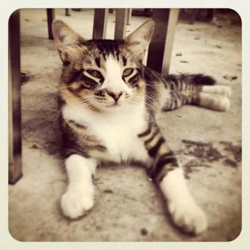 Pretty Kitty Fotos Stock