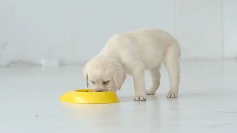 Pretty Labrador puppy eats from a yellow bowl on a white floor Vídeo Stock 120161951