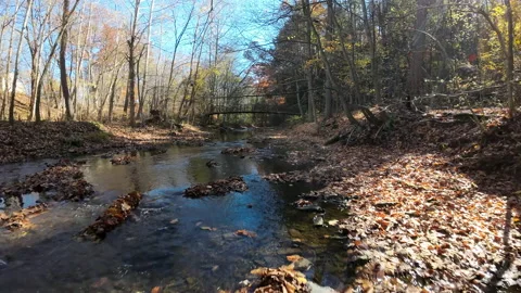 Pretty leaves Stock Footage 231899727