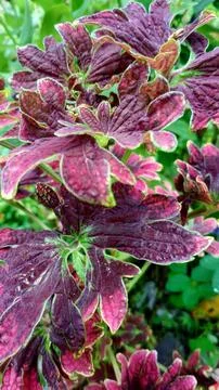 Pretty leaves Stock Photos