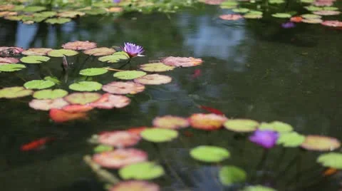 Pretty lily pads Stock Footage 12111664