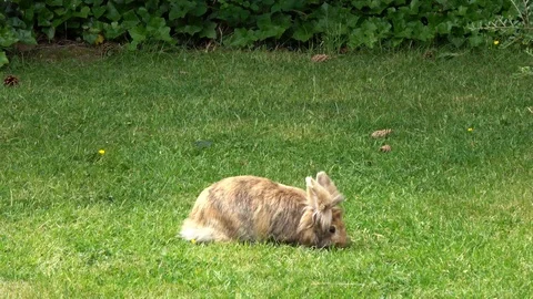 Pretty lion head rabbit  in a backyard. Stock Footage 93416749