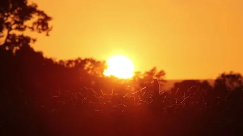 Pretty little meadow in the heart of the British countryside Stock Footage 74581553