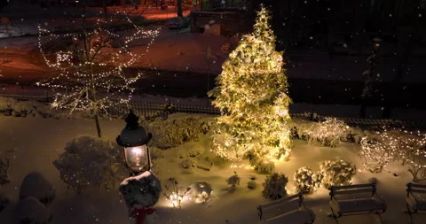 Pretty live Christmas tree outside at night. Lights on evergreen, Vidéo 169073207