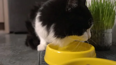 Pretty long-haired black and white cat drinking water Stock Footage 162482316