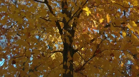 Pretty maple tree Stock Footage 11024394