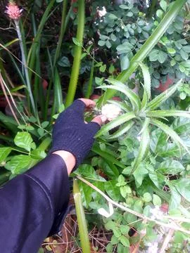 Pretty mini pineapples Stockfoto's