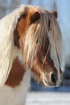 Pretty mini pony Stock Photos