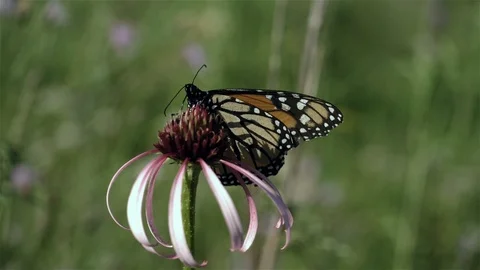 Pretty monarch butterfly getting nectar from a cone flower. Video stock 123446079