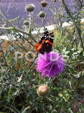 Pretty 'n Perched Stock Photos