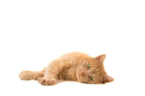 Pretty orange cat lying down looking at the camera isolated on a white backgr Stock Photos