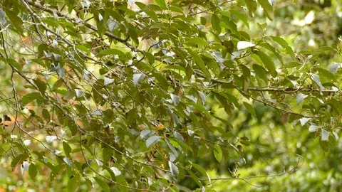 Pretty orange colored warbler bird flying onto the next branch Stock Footage 126807612