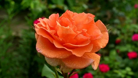 Pretty orange rose flower with dewdrops close up. Beautiful flower background Video stock 160434036