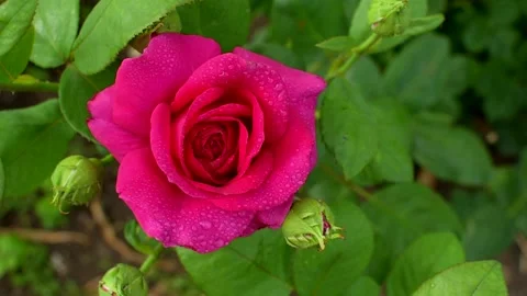 Pretty orange rose flower with dewdrops close up. Beautiful flower background Stock Footage 160434083