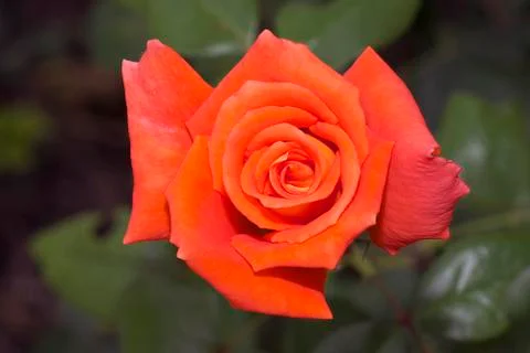 Pretty orange rose Foto stock