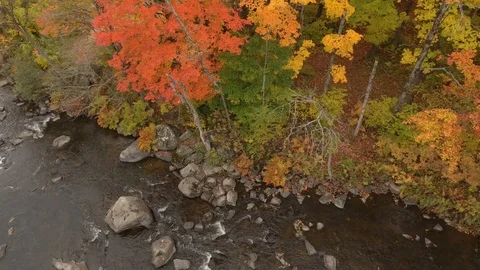 Pretty orange tree keeps growing next to green one during fall Stock Footage 119221372