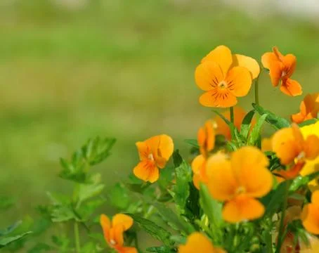 Pretty orange viola Stock Photos