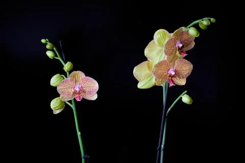 A pretty orchid Stock Photos