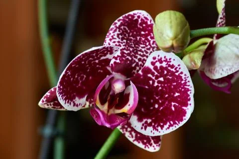 A pretty orchid Stock Photos