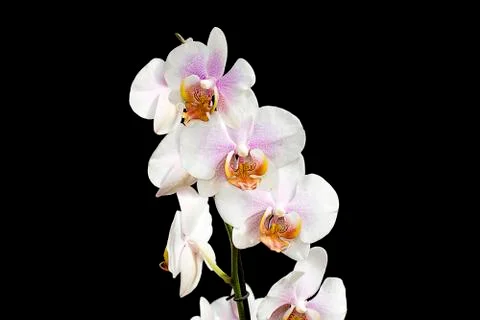 Pretty orchids Stock Photos