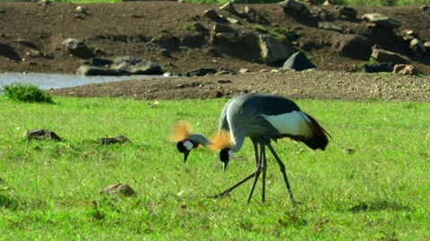 A pretty pair Stock Footage 201938979