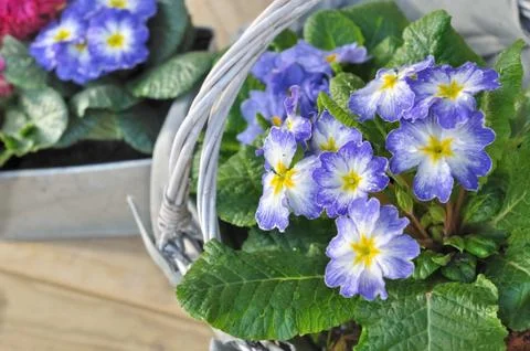 Pretty pansies Stock Photos