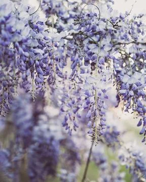 Pretty pastel Stock Photos
