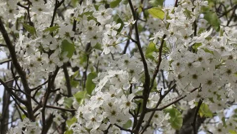 Pretty pear blossoms Stock Footage 11019677