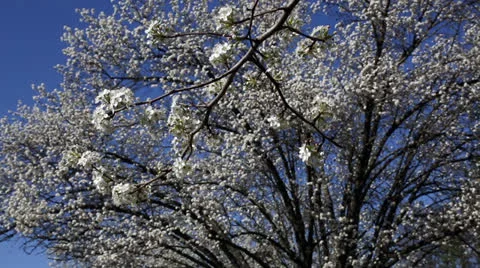 Pretty pear blossoms Stock Footage 22769145