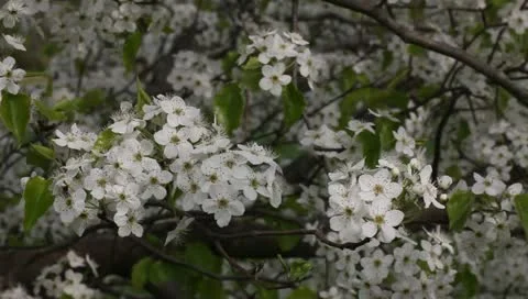 Pretty pear flowers Stock Footage 11019693