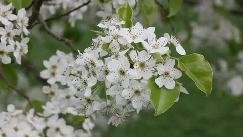 Pretty pear tree blooms Stock Footage 11019690
