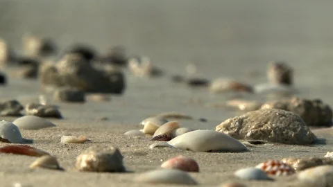 Pretty pebbles and shells on a yellow sand beach in Dubai Stock Footage 95950269