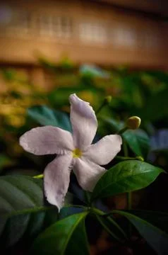 Pretty periwinkle Stock Photos