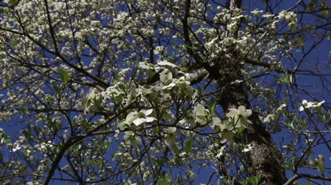 Pretty pink dogwood tree Stock Footage 22769267