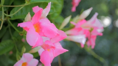 Pretty pink flower close up Video stock 93565446