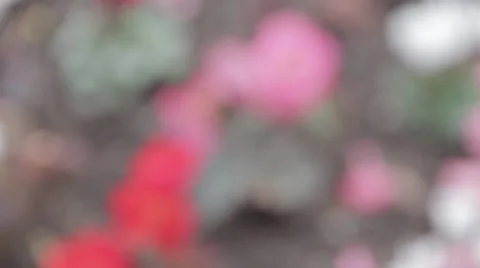Pretty Pink Flower Pull Focus Video stock 40975325