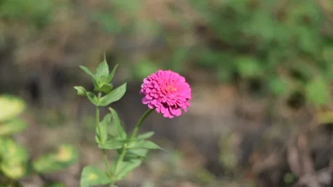 Pretty Pink Video stock 237754509