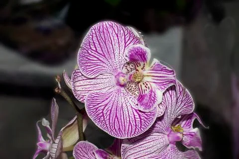 Pretty pink orchids Stock Photos