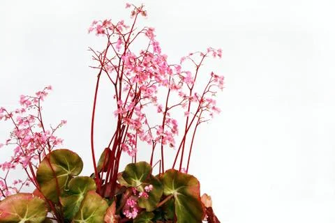 Pretty pink pelargonium flowera Stock Photos