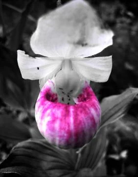 Pretty in pink Stock Photos