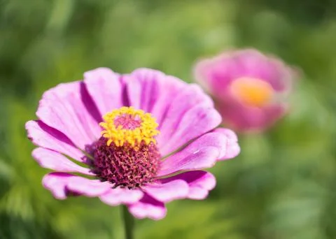 Pretty in pink... Stock Photos