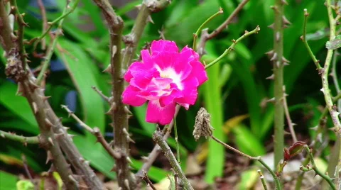 Pretty Pink Rose Stock Footage 623907