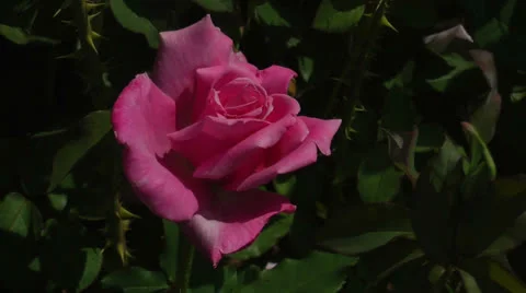 Pretty pink rose Stock Footage 24706040