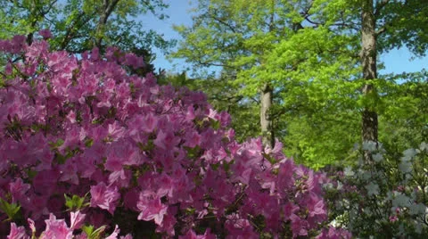 Pretty pink spring Stock Footage 22997663