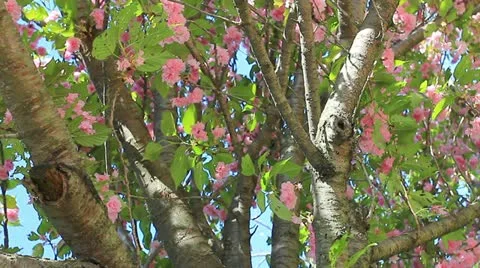 Pretty in pink spring tree Stock Footage 11017081
