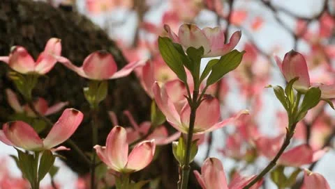 Pretty pink tree Stock Footage 11019773