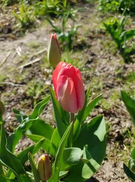 Pretty Pink Tulip Beginning to Bloom Stock Photos