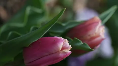 Pretty pink tulips close-up vertical Stock Footage 11019794