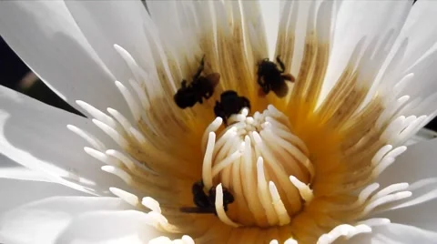 The pretty pollination of lotus flower Video stock 44557652